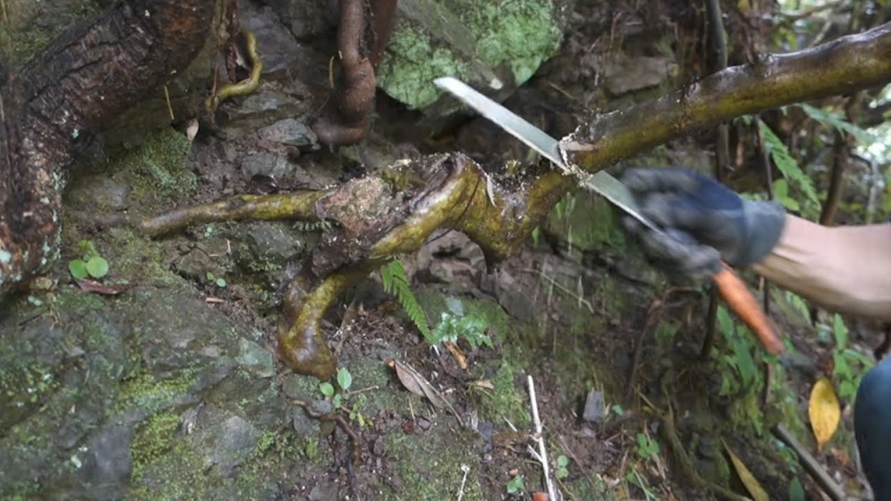 裏山でフジツツジ（藤躑躅）を山採り   ♯583