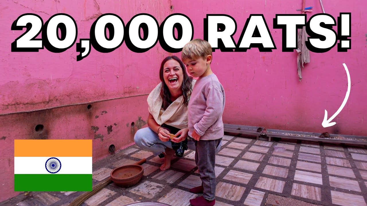 BIKANER! 🇮🇳 (including the rat temple and camel festival)