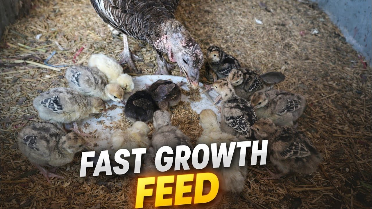 Fast Growth Secret Feed for Turkey Chicks | Healthy & Strong Turkeys