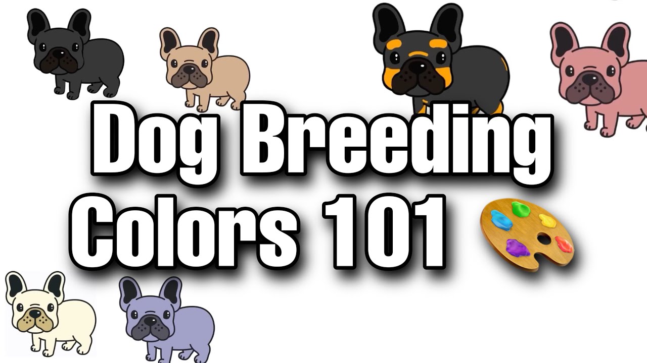 Breeding dogs for COLOR 101 📚🎨 🌈Episode of 📺#BreedersHacks