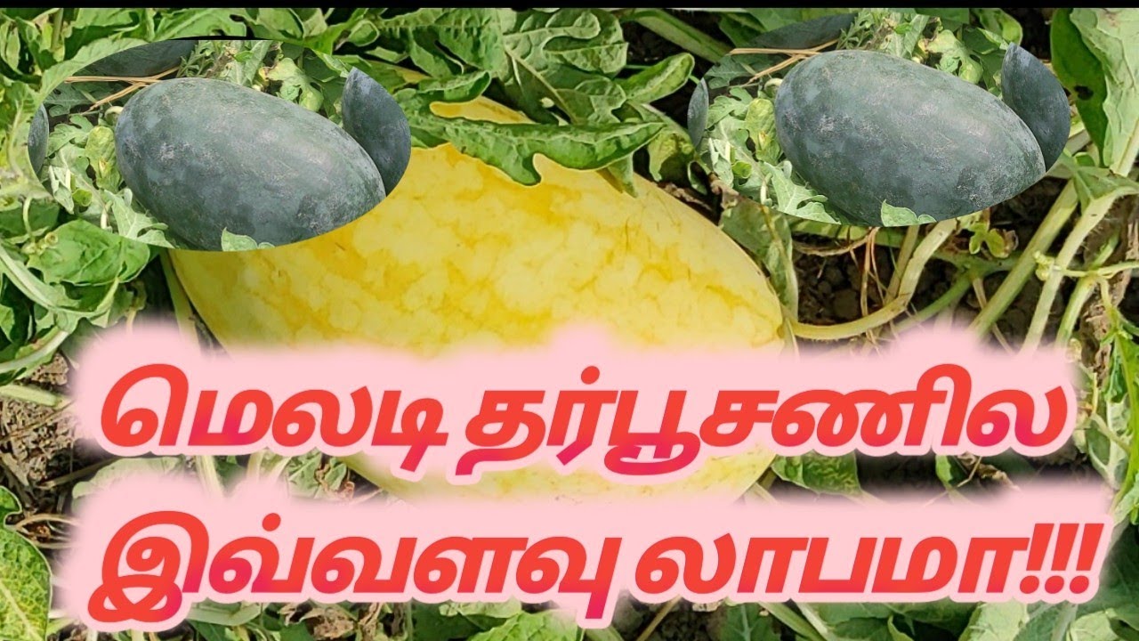 மெலடி தர்பூசணி மல்சிங் முறையில் பயிரிடும் போது நல்ல மகசூல் பெறலாம்/watermelon  mulching method...