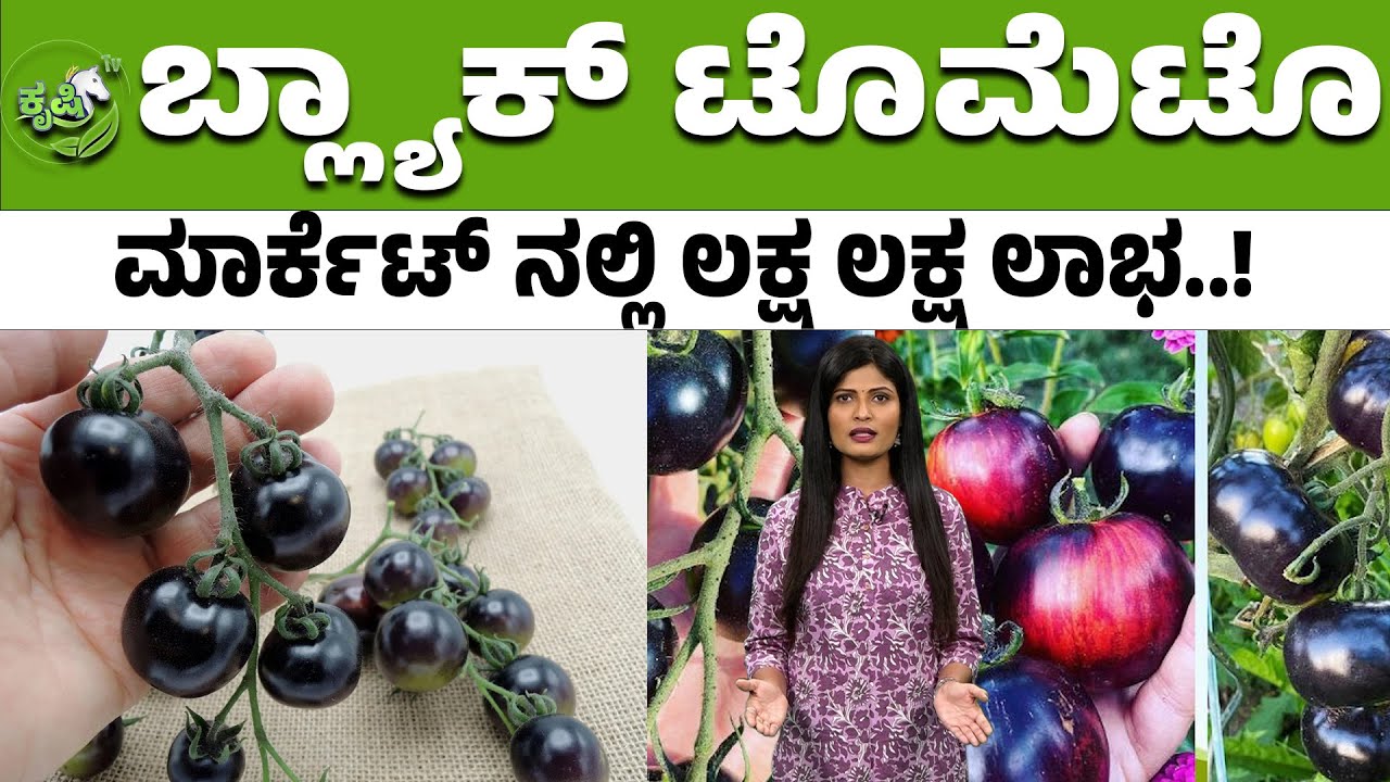 ಬ್ಲ್ಯಾಕ್ ಟೊಮೆಟೊ ಮಾರ್ಕೆಟ್ ನಲ್ಲಿ ಲಕ್ಷ ಲಕ್ಷ ಲಾಭ..! Black Tomato