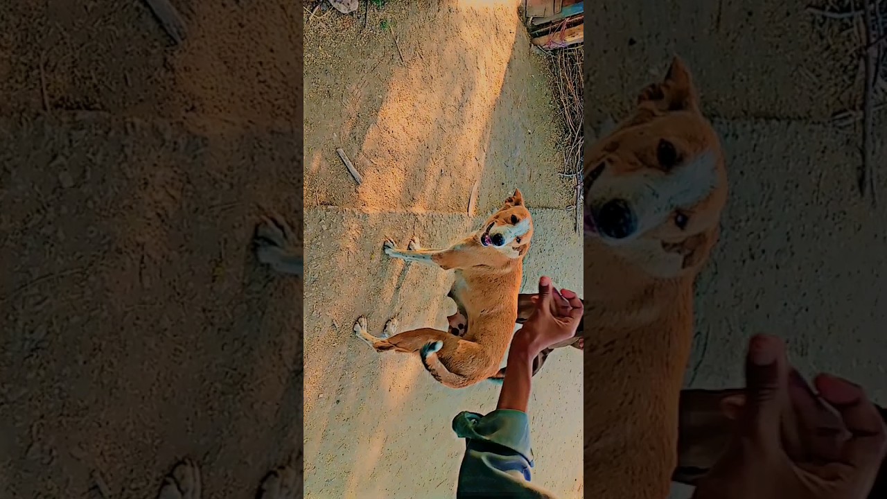 dog 🐕🐕🐕🐕🐕 