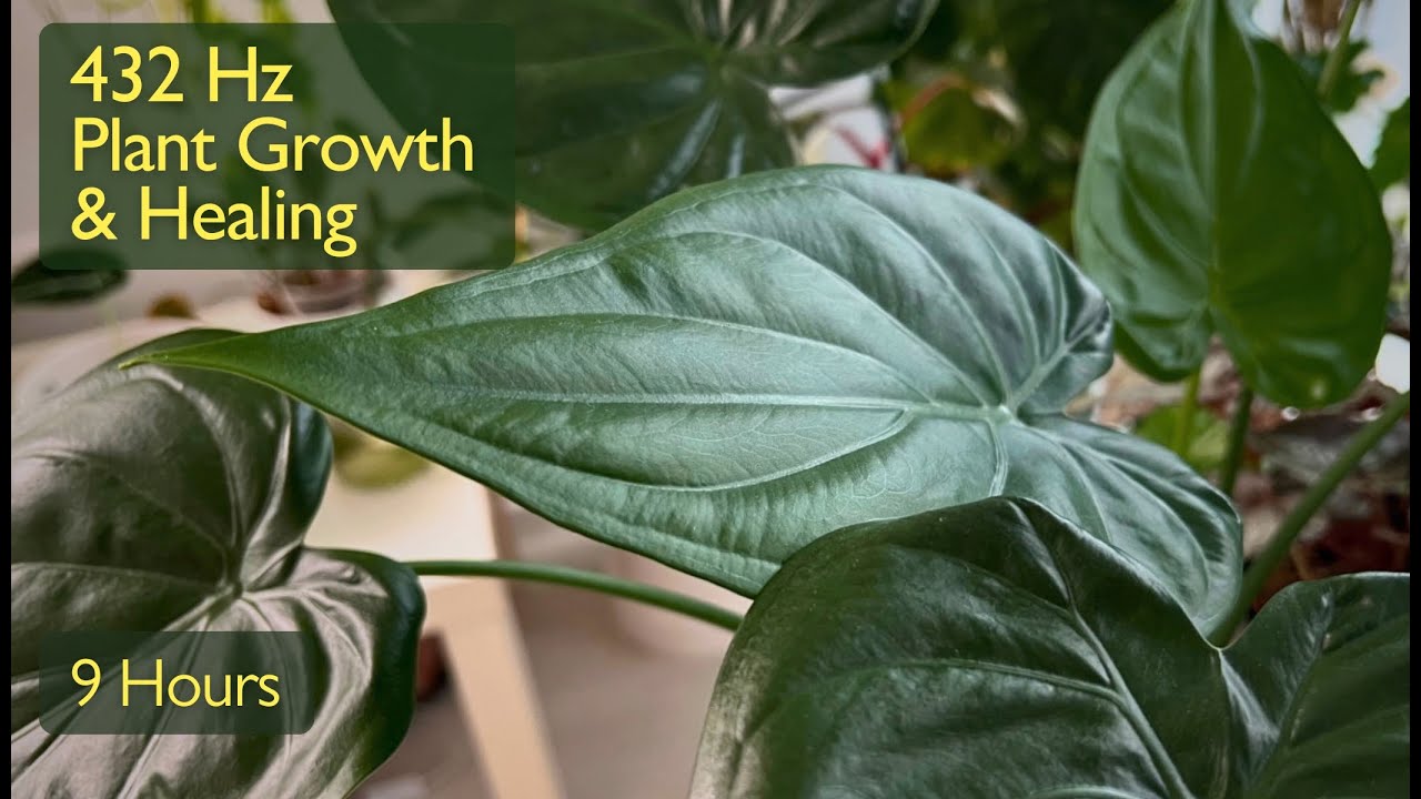 432 Hz Music for Plants 🌱 9 Hours Plant Growth, Healing & Positive Energy