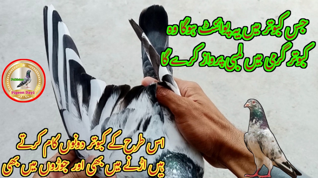 Temperature Mai Acchei Flying Karne Walay Kabutar Ki Pehchan | Pigeon Day1
