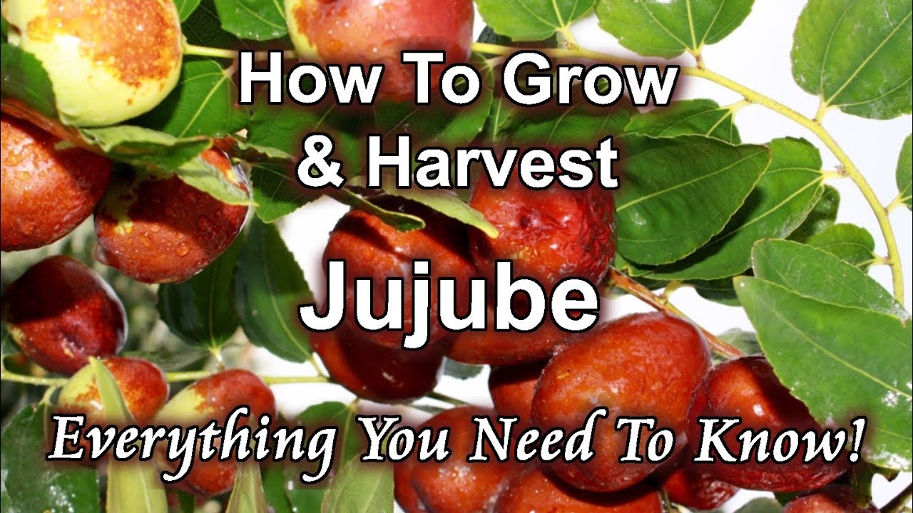 How To Grow And Harvest Jujube (Chinese Date) At Home