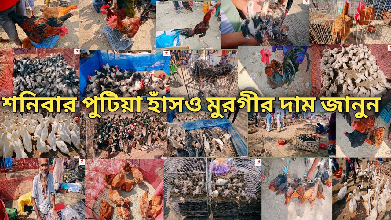 নরসিংদীর পুটিয়া হাটে হাঁস ও মুরগির দাম জানুন #subscribe #birds #everyone #chicken #viralvideo