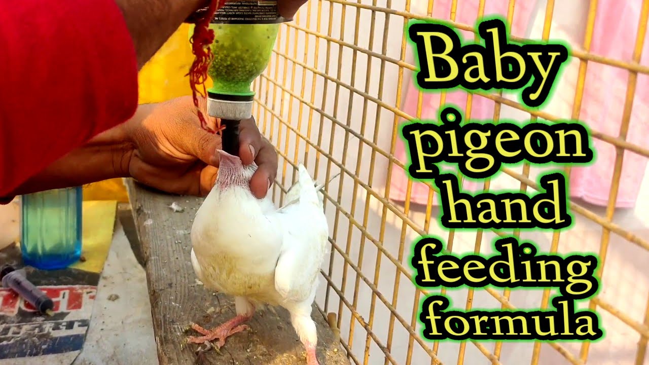 how to baby pigeon feed | baby pigeon hand feeding formula