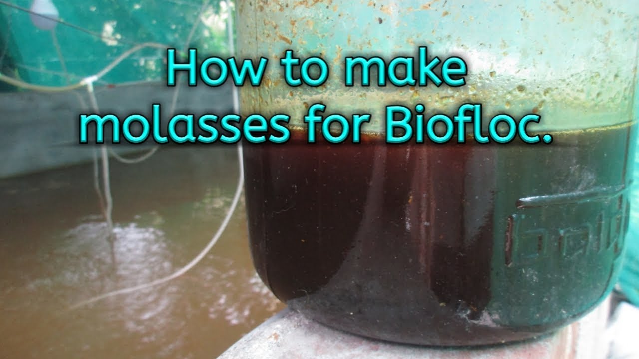 How To Make Molasses For Biofloc | Biofloc Fish Farming | Biofloc In Bengali