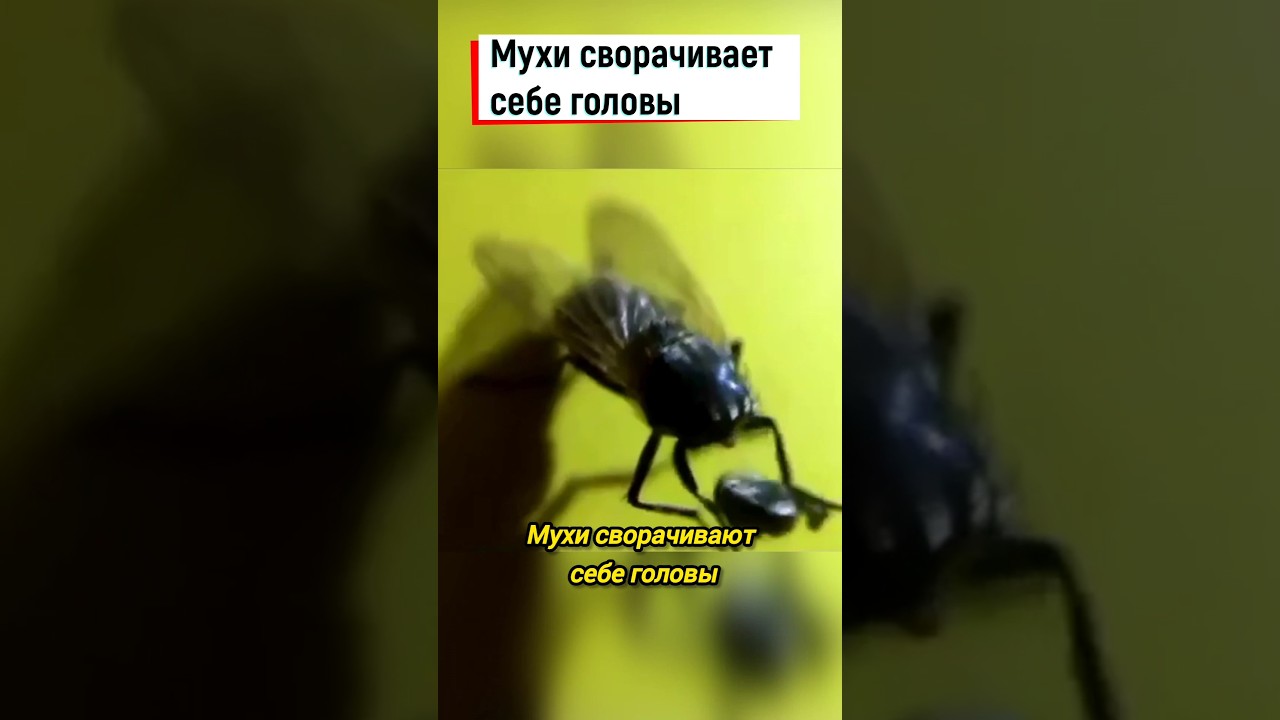 Мухи сворачивает себе головы #shorts #муха #насекомые