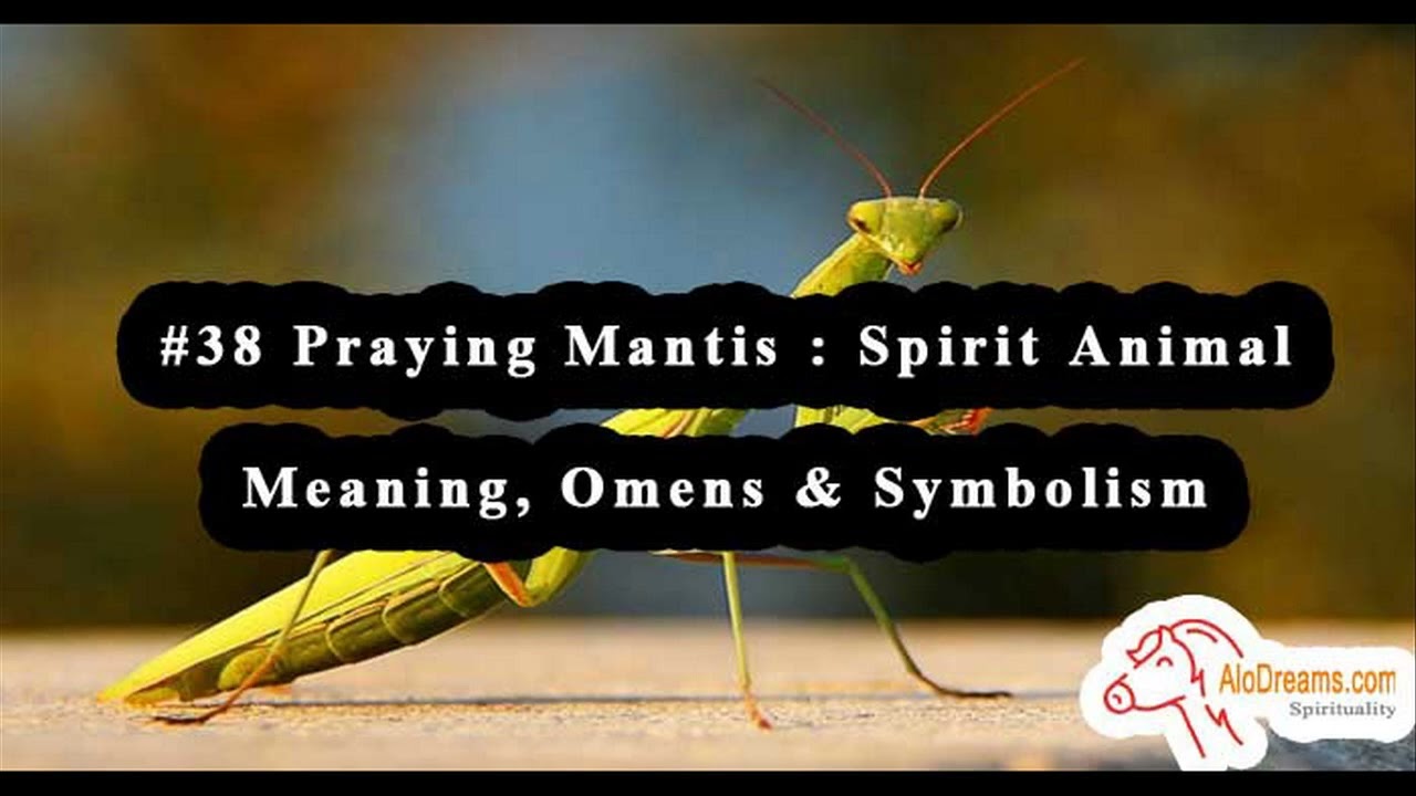 Spiritual Animal of Praying Mantis