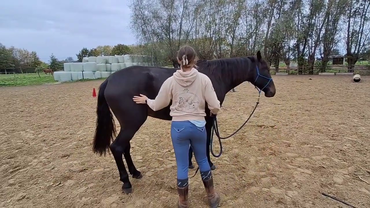 Isis & Wilco Parelli level 1 on line - passed L1+