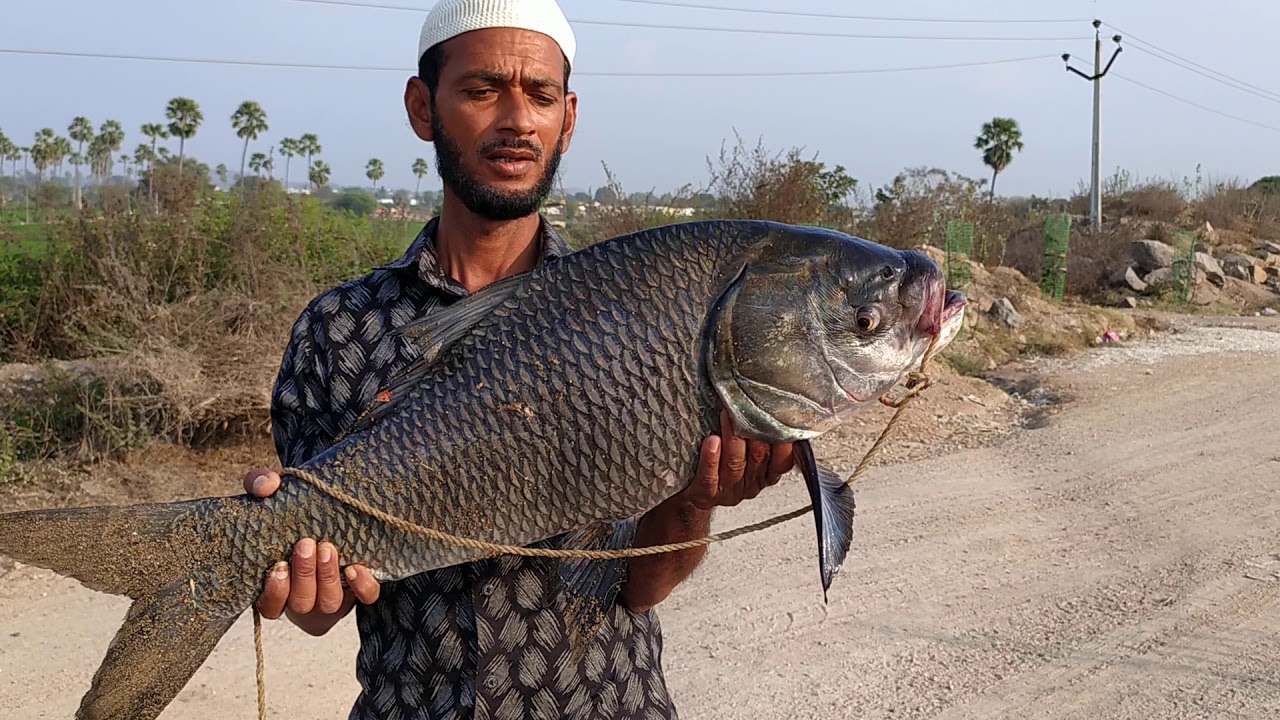 Big katla fish koratla fishing