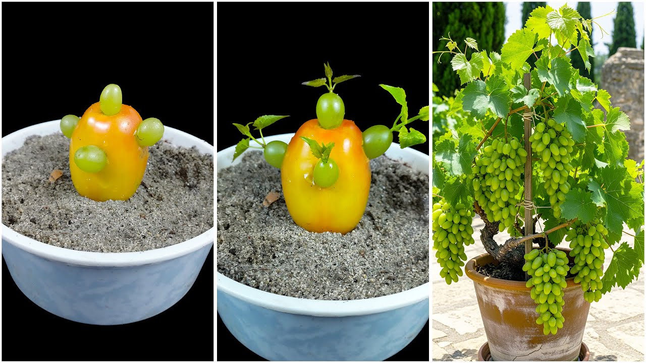 Growing grape plant at home | Easy method that works fast