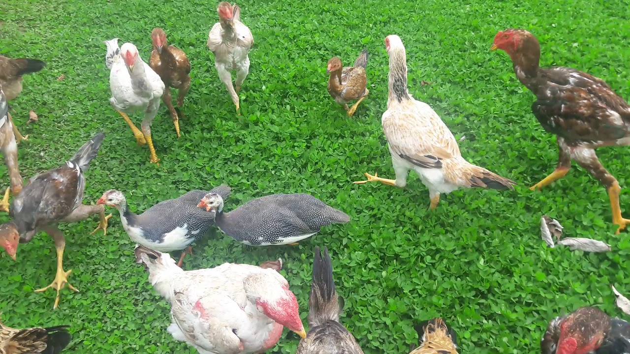 Amendoim forrageiro para &Iacute;ndio Gigante