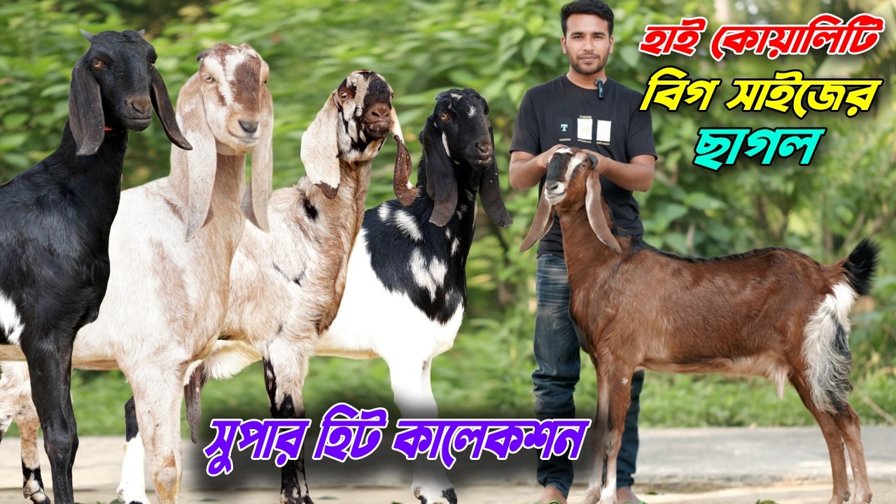 সুপার হিট কালেকশন। বিগ সাইজের ছাগল কিনুন।
