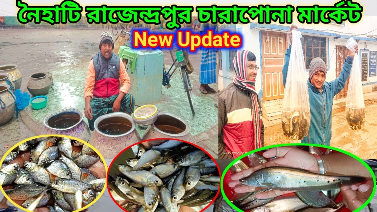 Naihati fish seed Market new update||Naihati fish seed Market||fish price Update#viralvideo#fish 