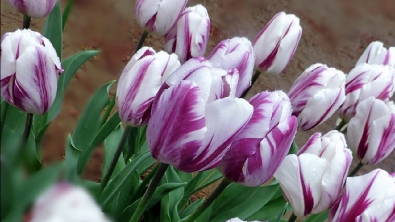 Once up on a time by George Chakiris