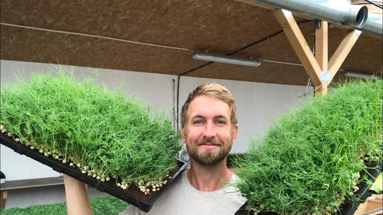 BETAL DINE REGNINGER MED MIKROGRØNT