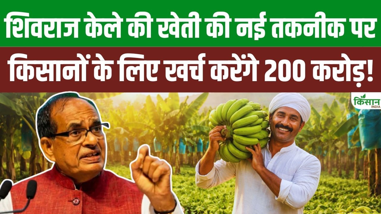 Polyhouse Banana Farming : अब 11 नहीं, सिर्फ 9 महीने में तैयार होगा केला। Jalgaon banana cluster