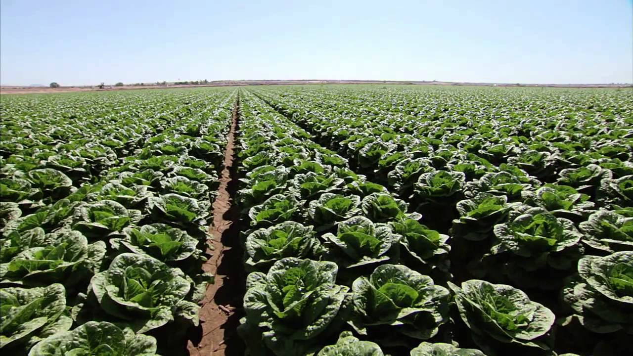 Yuma Arizona Lettuce Farm - America's Heartland
