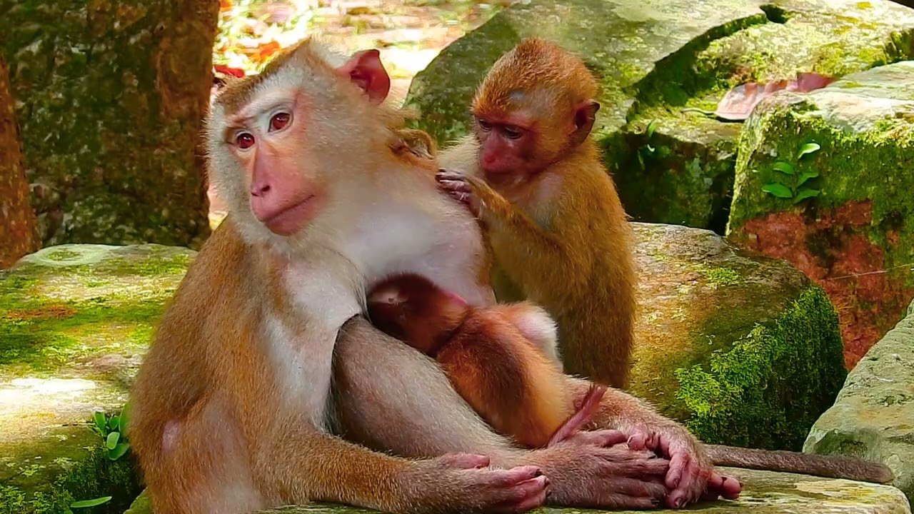 cute baby monkey2023 103