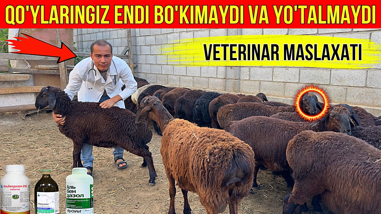 QO'Y BOQAYOTKANLAR KO'RSIN VETERINAR MASLAXATI.