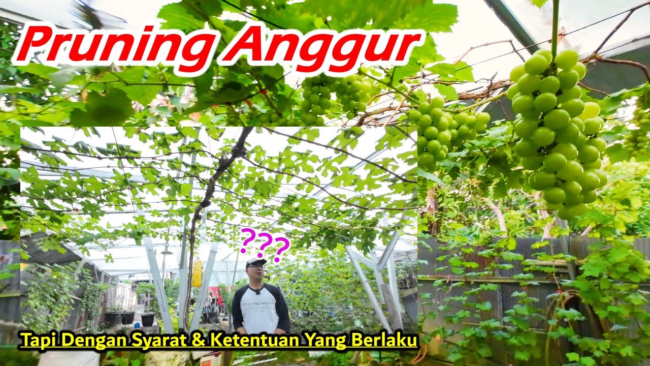 Pruning Anggur Tapi Ada syarat ketentuan berlaku || Varian Angelica