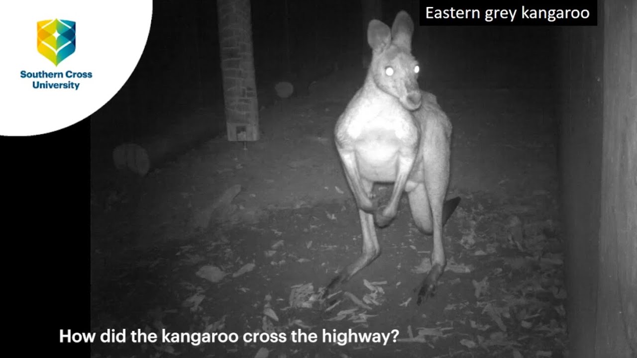 Highway underpasses for wildlife are working