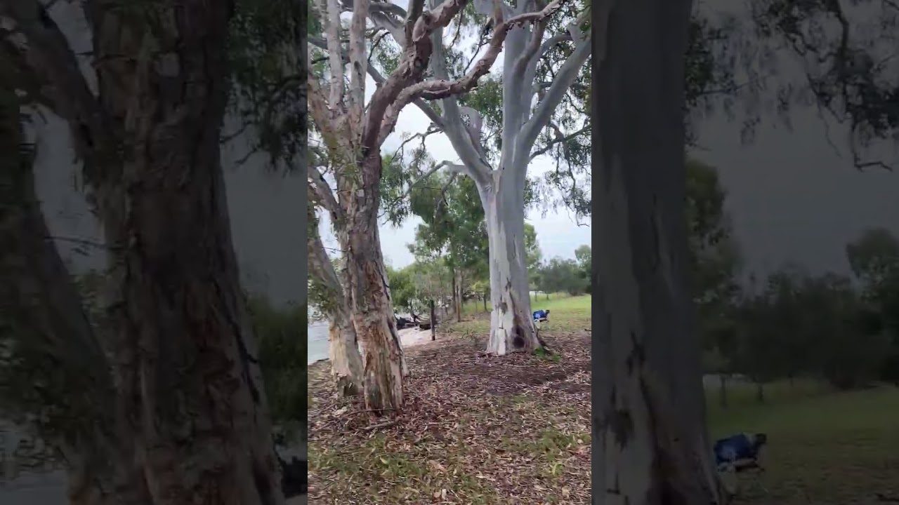Bribie beautiful location share 🏝️😜 before Morning Feel Good session 🙌🎶🍋☀️🌍🫁