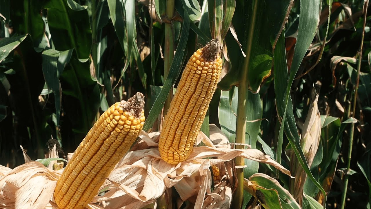 Syngenta – Παρουσίαση υβριδίων καλαμποκιού