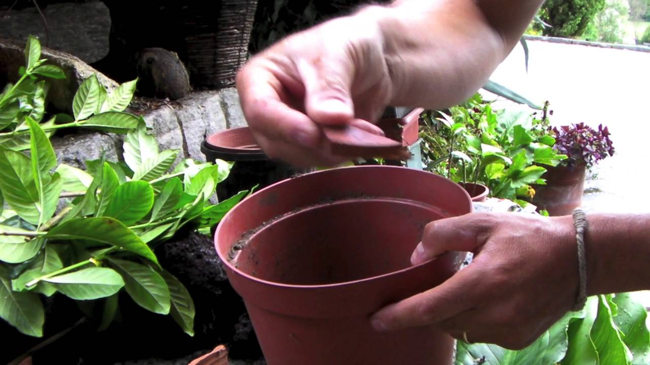Come fare una talea di gardenia