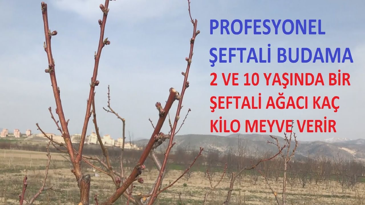 Şeftali Ağacı Budaması-Peach Tree Pruning