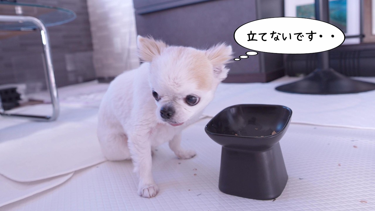 何かおかしい！一口食べて寝室へ逃走…とうとう座り込んでしまったチワワさん