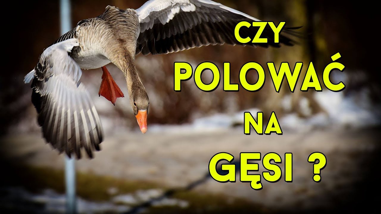 Czy polować na gęsi?