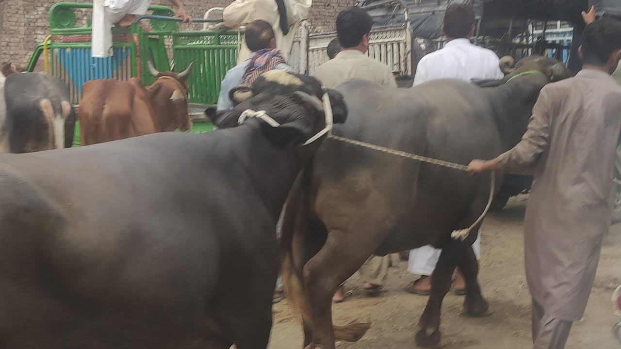 Peshawar kala mandi 2022|Peshawar Buffalo mandi|Maweshi mandi|Peshawar Joti mandi|Greatest4u