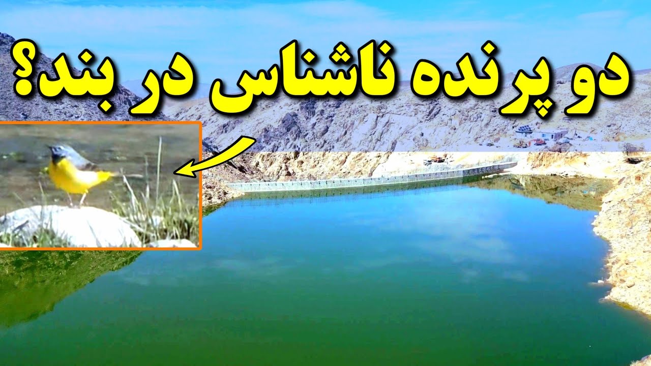 دو پرنده ناشناس در بند همبستگی | امروز آب بند چه شد؟