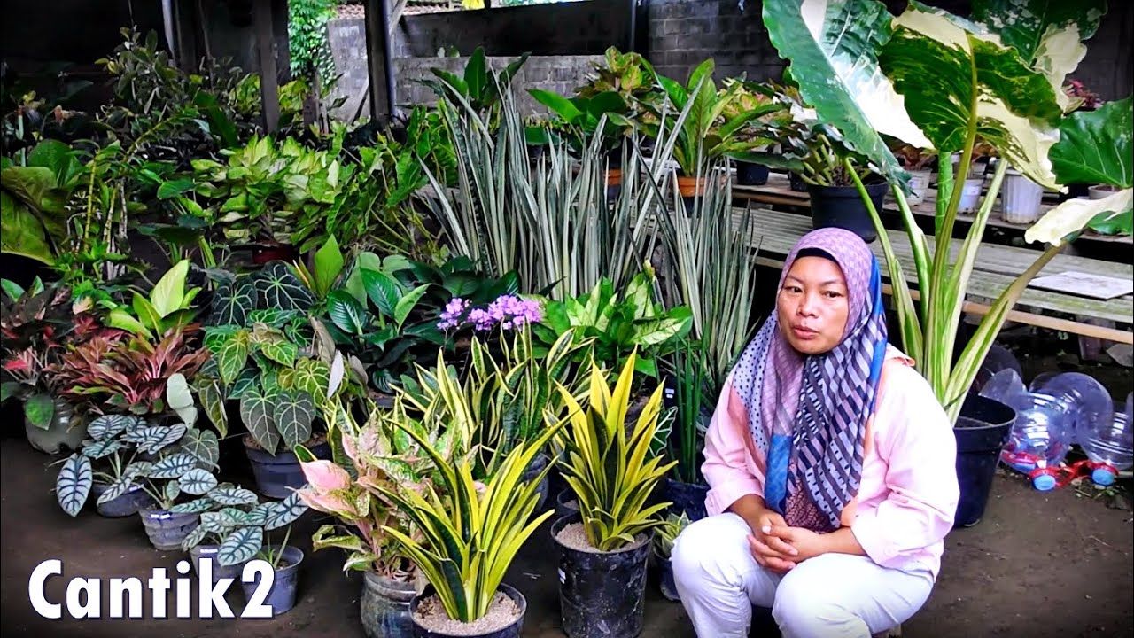 Info Tanhis Cantik2 Seger2 Josh2