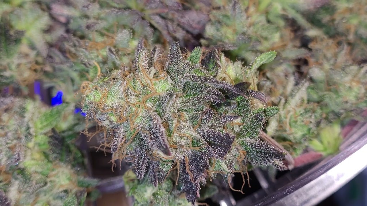 Big Buddha cheese wet weight