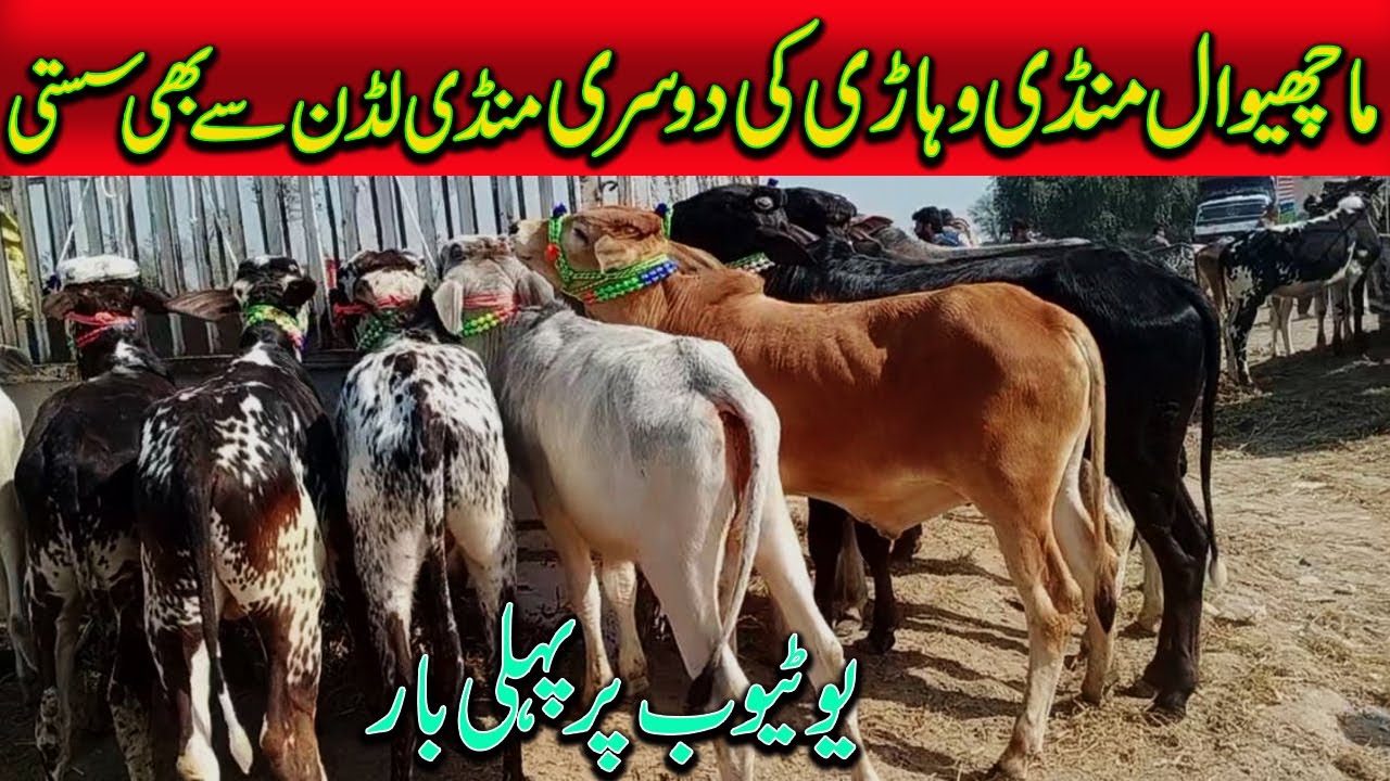 Beautiful Bull For Sale / Very Low Price In Cattle Market/Cattle Marke.PK