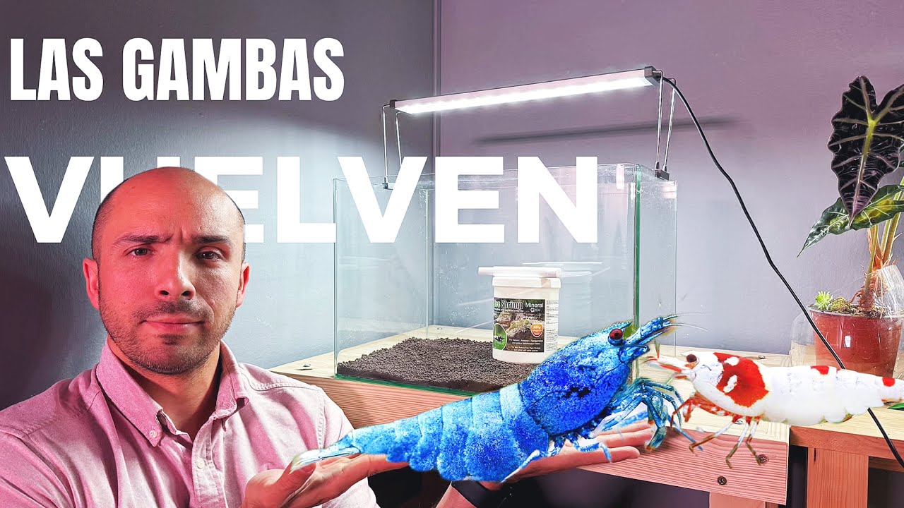 Monta Tu Primer Gambario Como un PRO! 🦐🔥 Trucos Para Caridinas 🎯