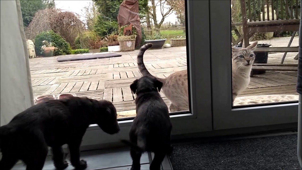 scottish deerhound puppies meet cat