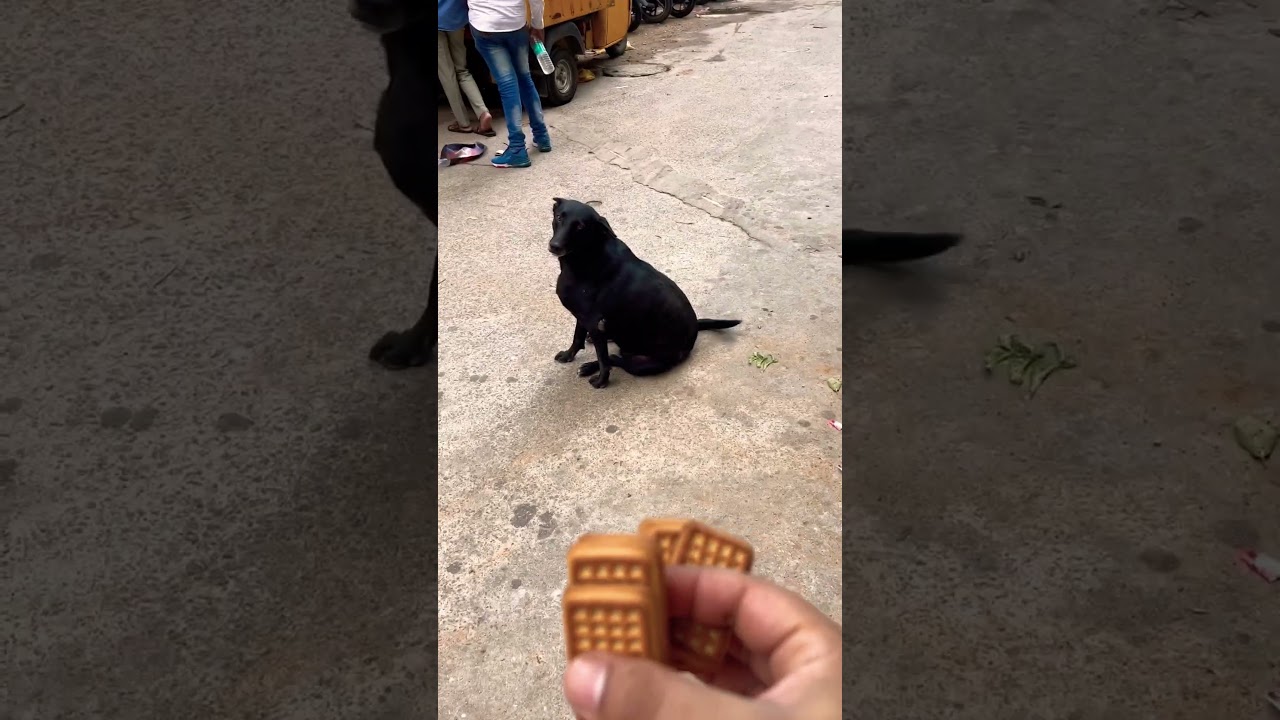 Stray Dogs Waiting for Food #shortsvideo #shorts #short #dog