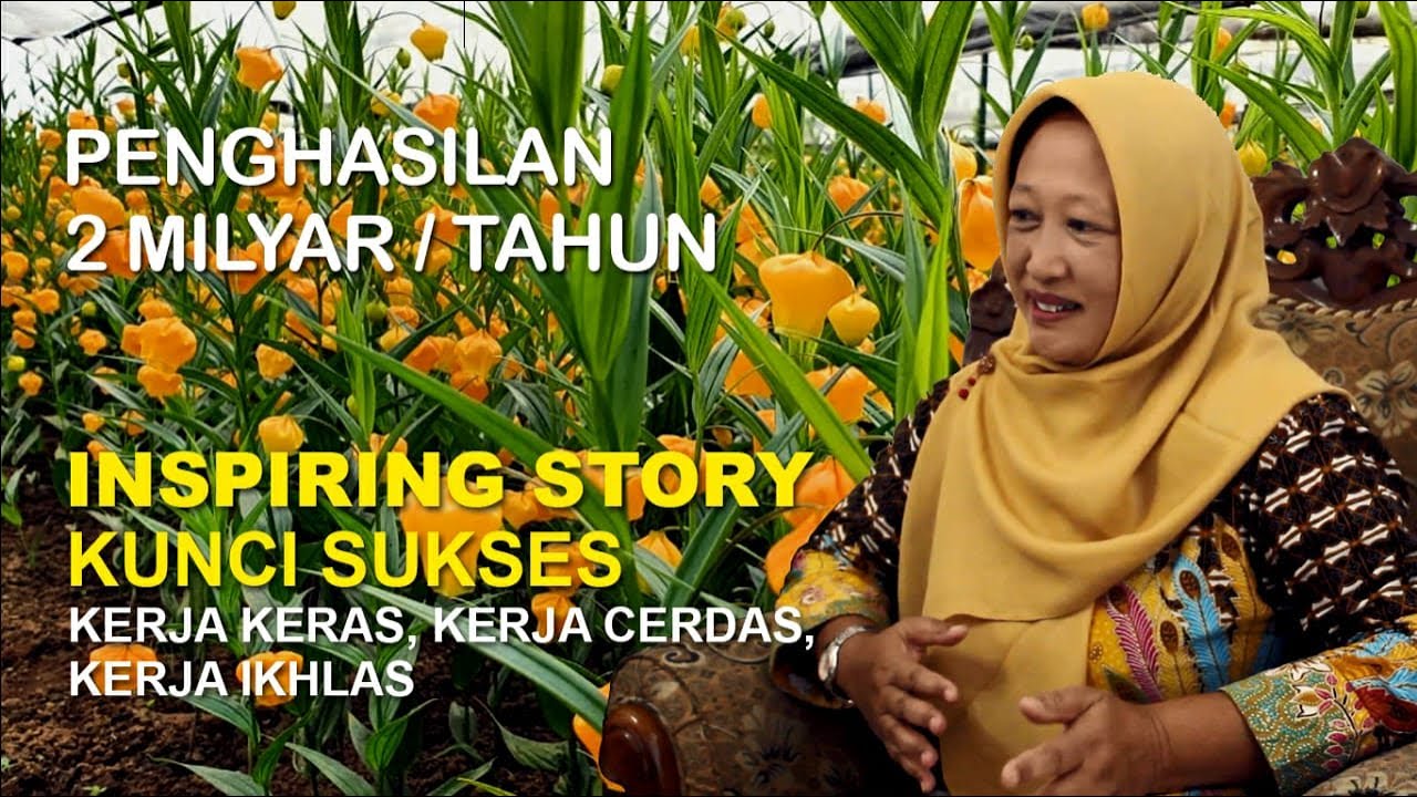 Pengahasilan 2 Milyar / Tahun, Berawal Jualan Apel Kini Eksportir Umbi Bunga Sandersonia Ke Jepang