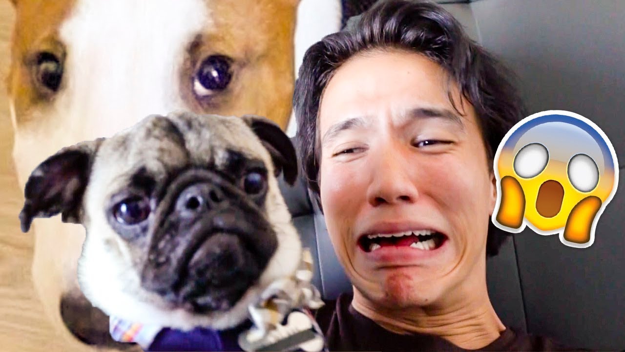 MOOSIE THE PUPPY SHARK!!