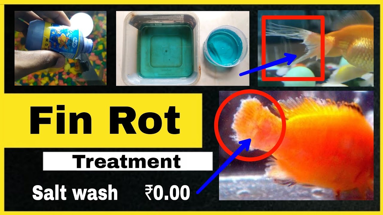 Fin rot treatment | fishes ko salt wash se thik Kare fin rot disease | fin rot disease for fishes
