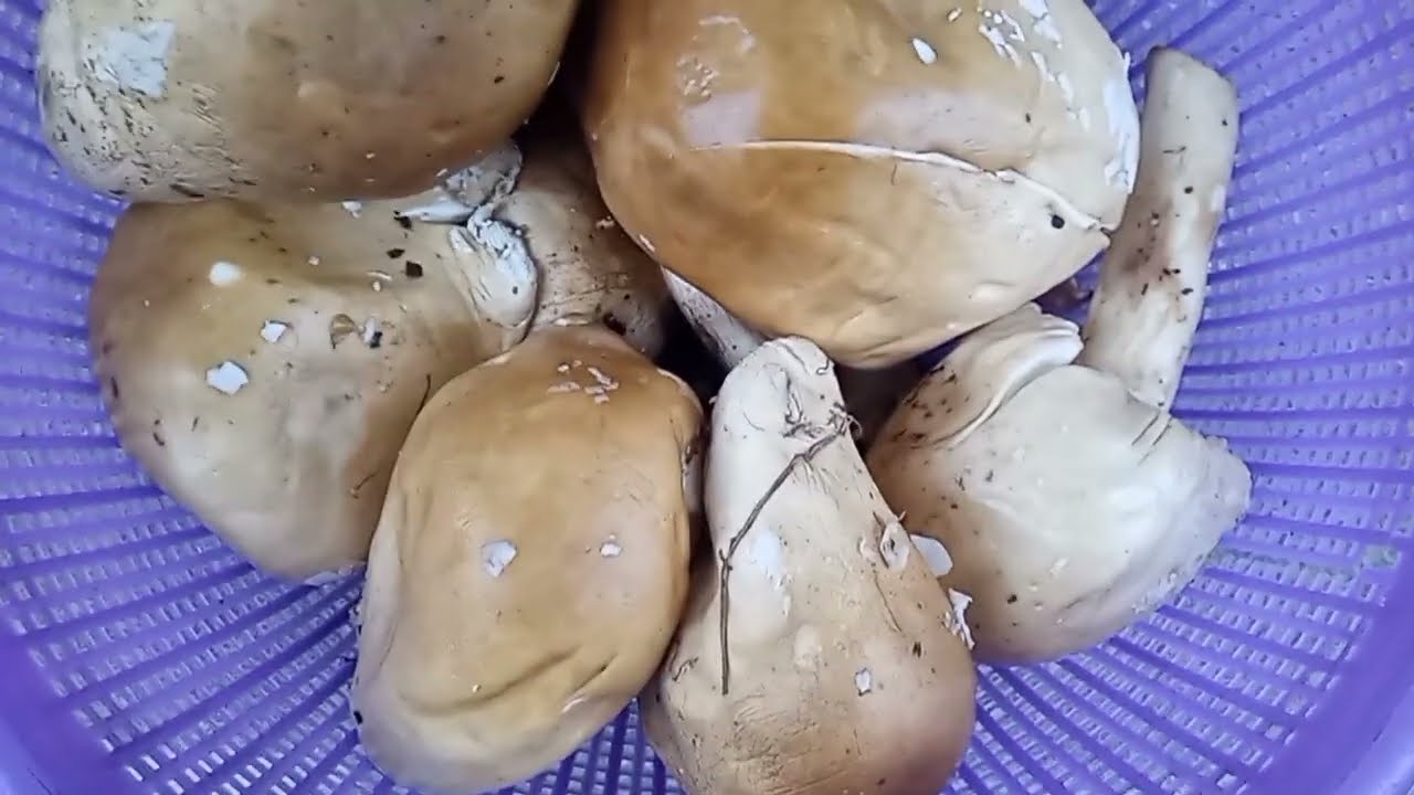 How to Prepare Mushroom STEW /  #mushroom #tente #ubowa