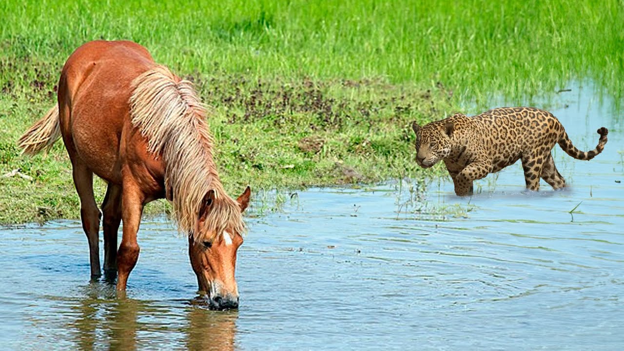 ON&Ccedil;A TENTA ATACAR CAVALO MAS ALGO IMPRESSIONANTE ACONTECE