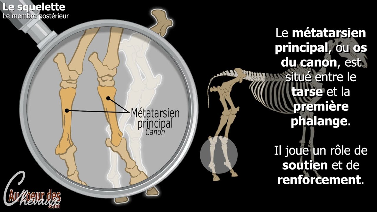 Hippologie - Les diff&eacute;rentes parties du squelette du membre post&eacute;rieur du cheval
