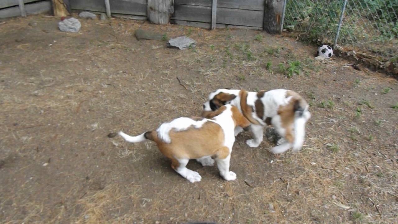 Saint Bernard puppies